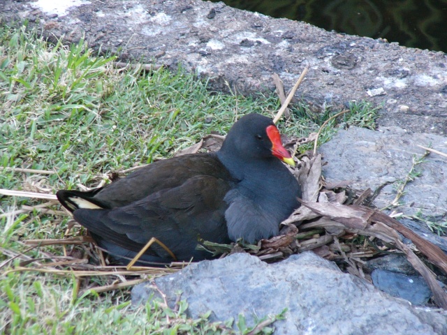 Dusky Moorhen sitting on nest